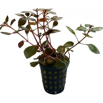 Ludwigia sp. Mini Super Red