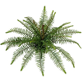 Divoká papraď, 45cm