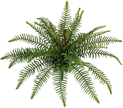 Divoká papraď, 45cm