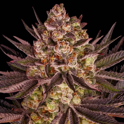Barney's Farm Biscotti Mintz semena neobsahují THC 10 ks