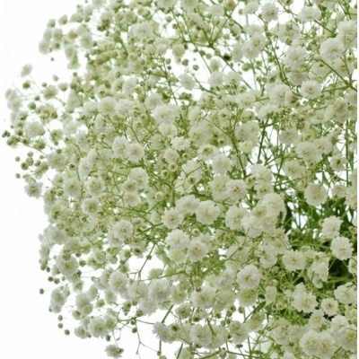 GYPSOPHILA XLENCE 80cm/30g – Zboží Dáma