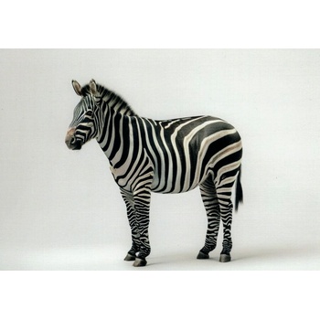 Pohlednice Zebra 1