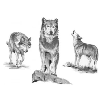 Royal & Langnickel - Творчески комплект за графика - Вълци (SKBNL2)
