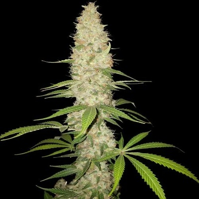Spliff Seeds Gorilla semienka neobsahujú THC 3 ks