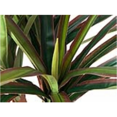 Dracena zeleno-červená, 120 cm