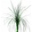 Bear Grass