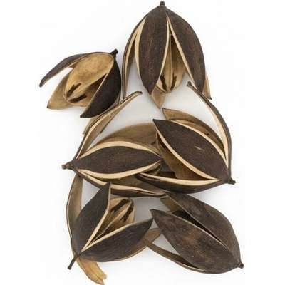 3404 Liliy 8-9cm natur 6ks