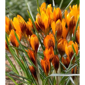 Krokus Orange Monarch - Crocus chrysanthus - hlízy krokusů - 3 ks