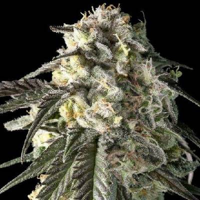 Advanced Seeds Fire Dog semena neobsahují THC 3 ks