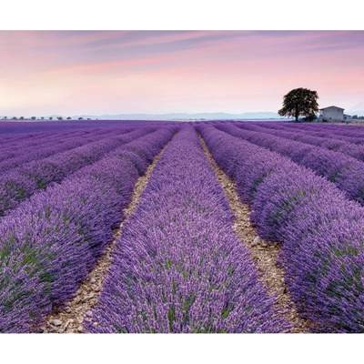 Komar Vliesová fototapeta Provence rozměry 300 x 250 cm