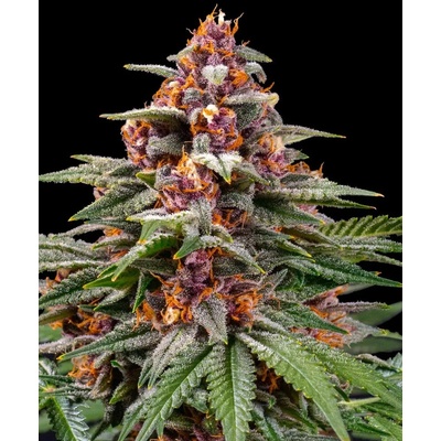 Dutch Passion Auto Glueberry O.G. 0% THC Balenie: 1 ks