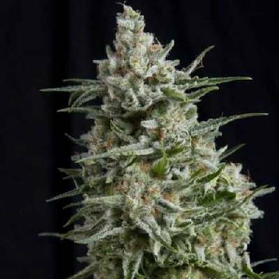 Pyramid Seeds Anesthesia semena neobsahují THC 5 ks
