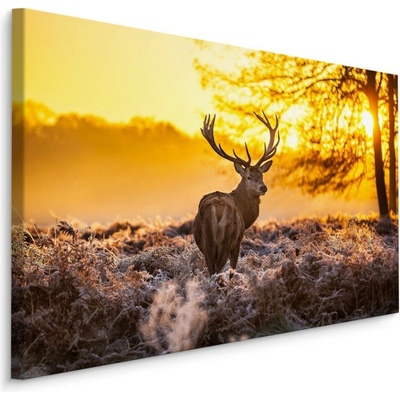 MyBestHome BOX Plátno Jelen V Ranním Slunci Varianta: 100x70