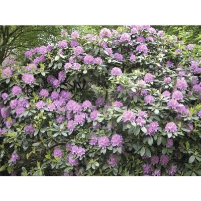 Rododendron, pěnišník FloraSelf Rhododendron 'Catawbiense Grandiflorum' výška 60-70 cm květináč 15 l