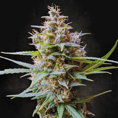 Paradise Seeds AUTO Acid semena neobsahují THC 3 ks