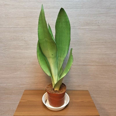 Sansevieria Trifasciata Moonshine