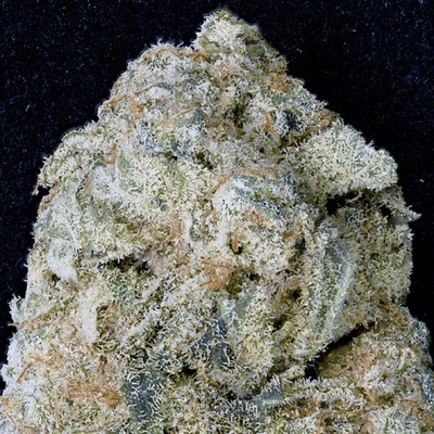 Don Avalanche Seeds Don OG Kush semena neobsahují THC 5 ks