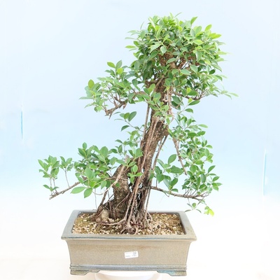 e-bonsai Pokojová bonsai - Ficus kimmen - malolistý fíkus