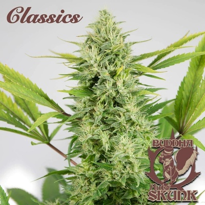 Buddha Seeds AUTO Skunk semena neobsahují THC 10 ks