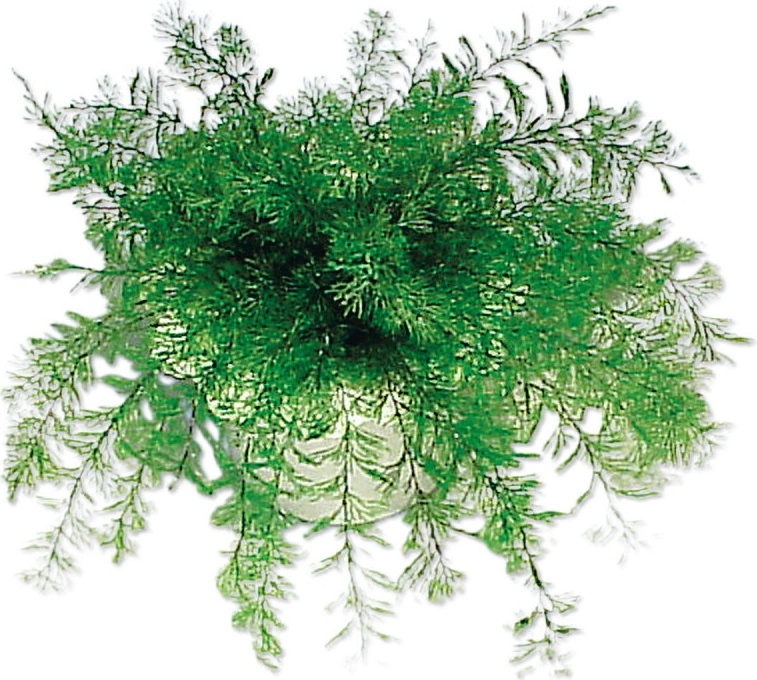 Neptunova Rostlina (které jsou, řasy jsou, Neptunova rostlina, Caulerpa Codium) Neptunova Rostlina