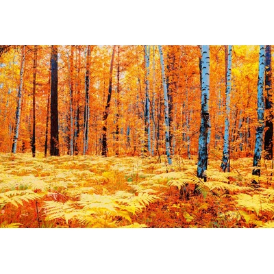 DIMEX ART Флизелинов фототапет жълта есенна гора 375 x 250 см