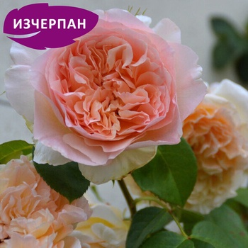 Delbard® Катерлива Роза Papi Delbard®