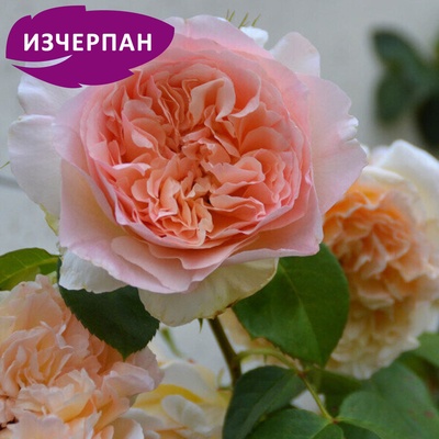 Delbard® Катерлива Роза Papi Delbard®