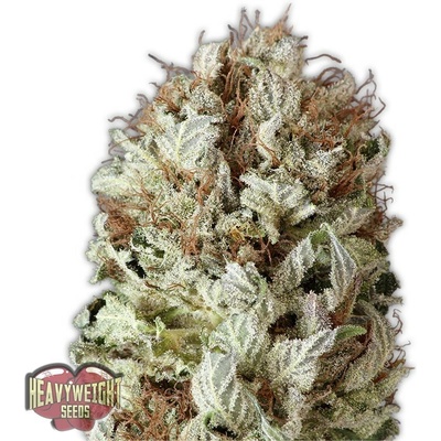 Heavyweight Seeds Extreme Impact AUTO semena neobsahují THC 3 ks