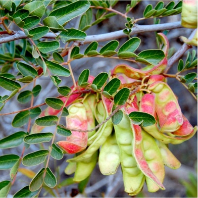 Africká bylina Sutherlandia osivo africké byliny 4 ks
