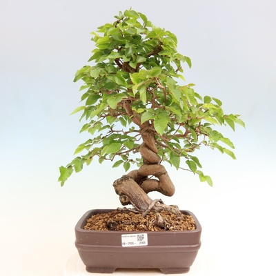 e-bonsai Venkovní bonsai -Carpinus coreana - Habr korejský