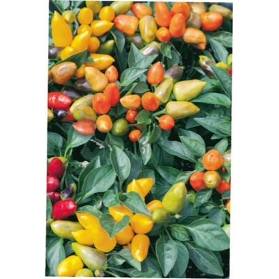 Paprika chilli Oraneta