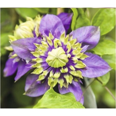 Plamienok FloraSelf Clematis florida 'Taiga' PBR výška 50-70 cm kvetináč 2,3 l