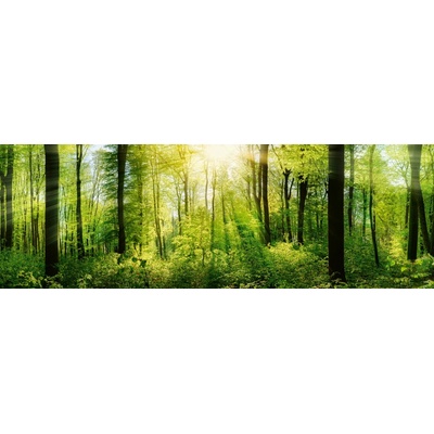 Dimex KI180-133 Fototapeta do kuchyně Forest rozměry 180 x 60 cm