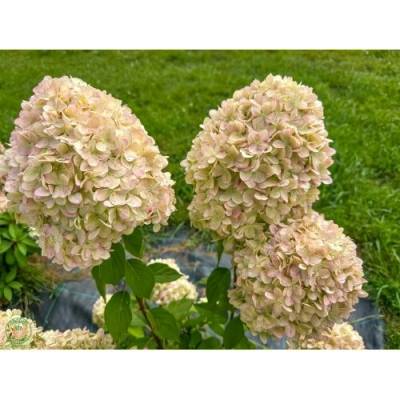 Hortenzia metlinatá (Hydrangea paniculata) ´MAGICAL CANDLE´® - výška 30-40 cm, kont. C2L