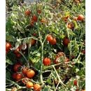 Paradajka Dalimil - kríčková paradajka - Solanum lycopersicum - predaj semien rajčiaka - 0,1 g