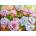 Cherry Pazzi - Puzzle Poenyssimo Opus - 1 000 piese