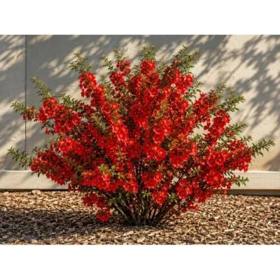Dulovec japonský (Chaenomeles superba) ´FIRE DANCE´ - výška 60-80 cm, kont. C3L