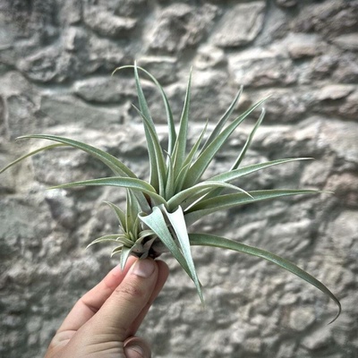 Tillandsia capitata peach green