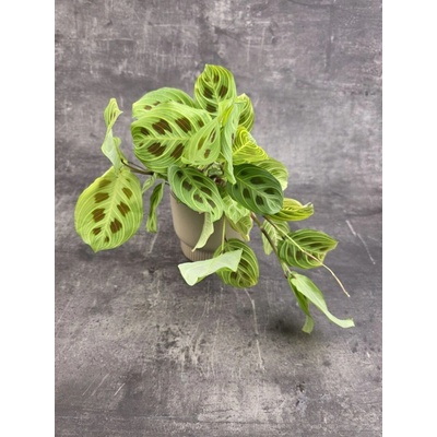 Marantha leuconeura ‘Kerchoveana Variegata’