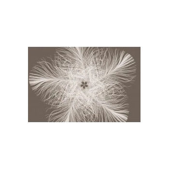 Komar XXL4-006 Vliesová fototapeta Federstern peříčka rozměry 368x248 cm