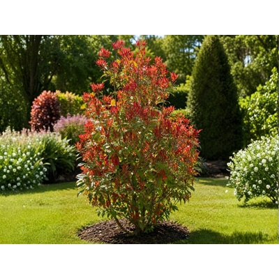 Červienka fraserová Robusta Compact, rozvetvená výška 160-180 cm, kvetináč 35 l