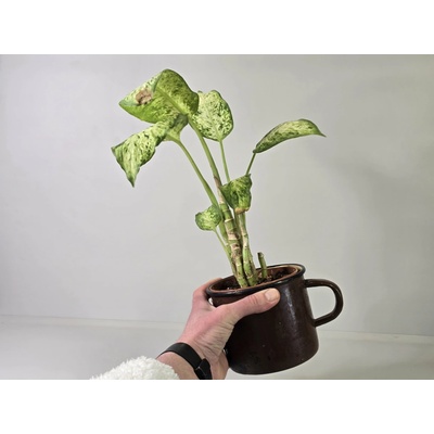 Kvetúlok Dieffenbachia Dezider