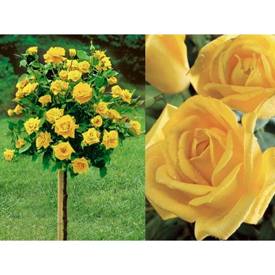 Ruža stromčeková Golden Perfumella na 80-90 cm kmienku, výška 110-140 cm, kvetináč 10 l