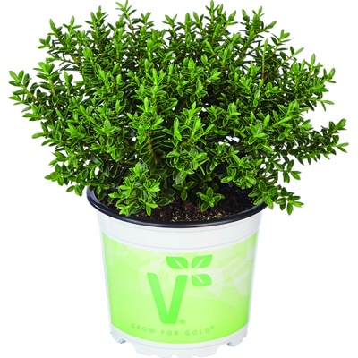 GREENBOSS FLOWER Hebe 'Nescio' Průměr květináče: 9 až 12 cm