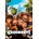 Croodsovi DVD