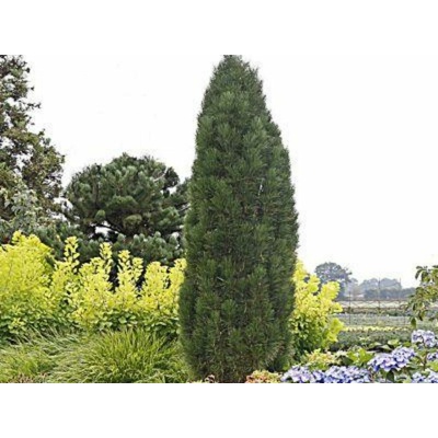 Borovica čierna Green Tower, výška 60-80 cm, kvetináč 12 l