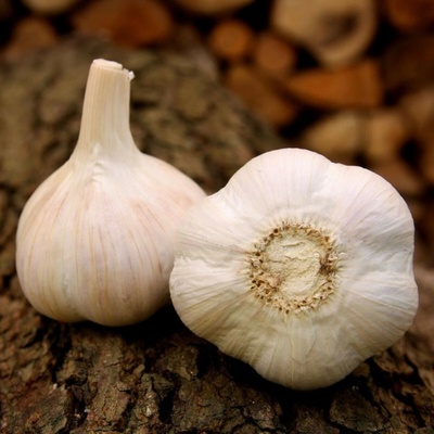 Sadbový česnek Havel Allium sativum paličák 1 balení