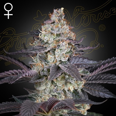 GREEN HOUSE SEEDS Ztrawberry semena neobsahují THC 10 ks