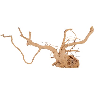 Zolux pavúčí koreň 30-40 cm