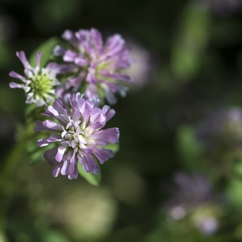 Ďatelina zvrátená - Trifolium resupinatum - semiačka - 100 ks